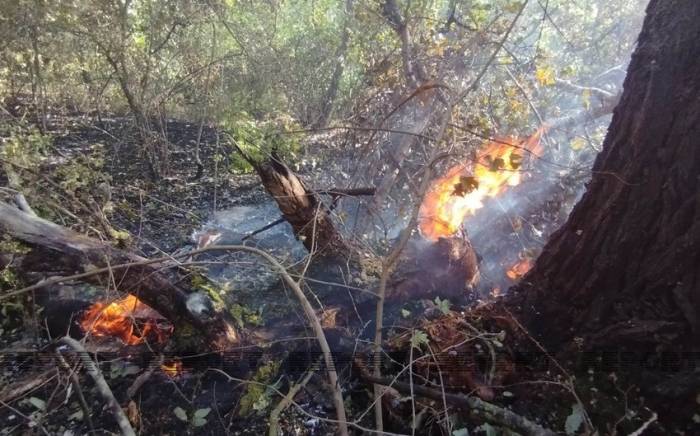 Лесные пожары в Габале и Хачмазе потушены
