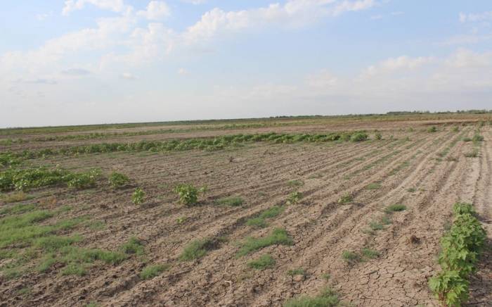 В Билясуваре посевные поля остались без воды
