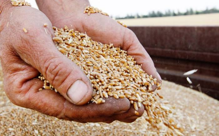 Два сухогруза с пшеницей и кукурузой вышли из украинских портов
