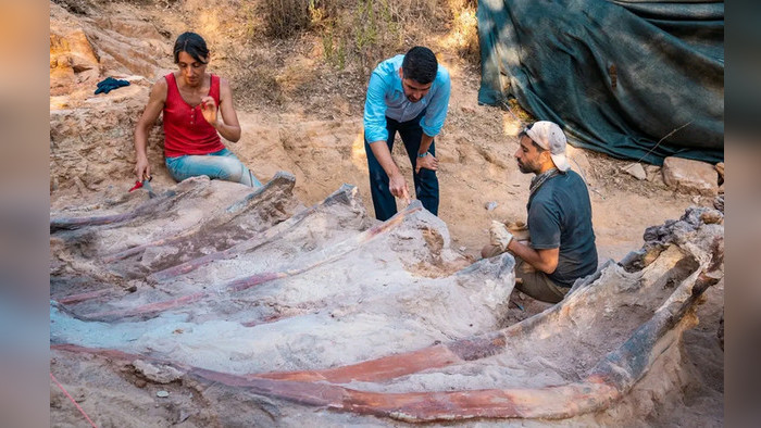 Крупный скелет динозавра нашли в Португалии
