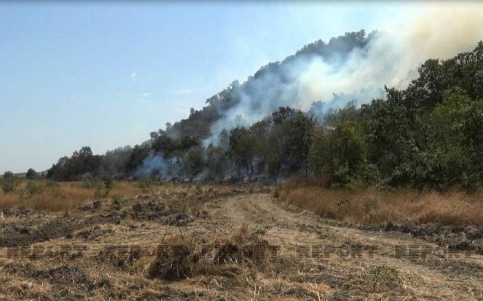 Лесные пожары в Сиязане, Шабране, Хачмазе и Губе взяты под контроль
