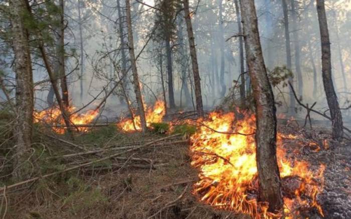 Начато расследование по факту умышленного поджога леса в Масаллинском районе

