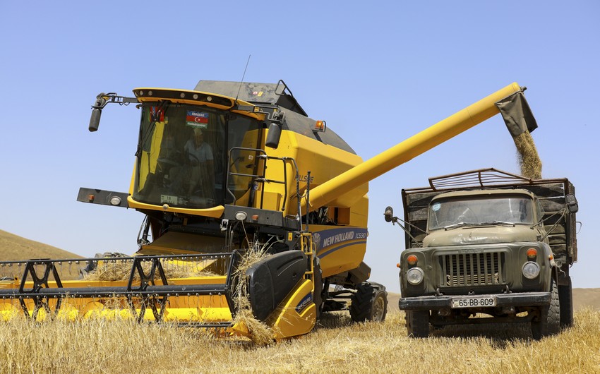 В Азербайджане уборка зерновых завершена на 98%