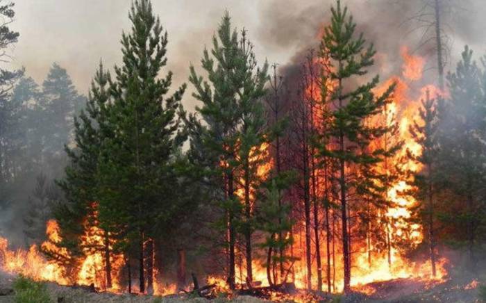 На севере Казахстана эвакуируют жителей сел близ лесных пожаров
