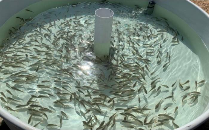 В Азербайджане мальков рыб выпустят в естественные водоемы
