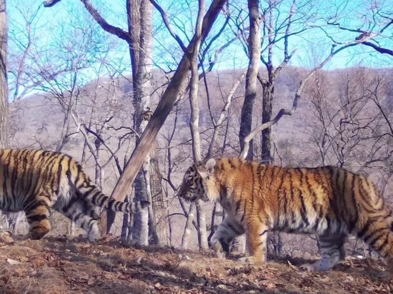 Впервые в мире семейство с пятью амурскими тигрятами попало на -ВИДЕО
