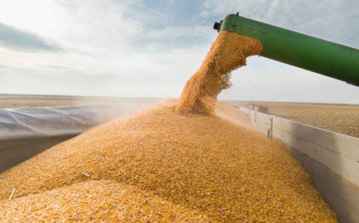 Казахстан снимает ограничения на вывоз зерна и муки
