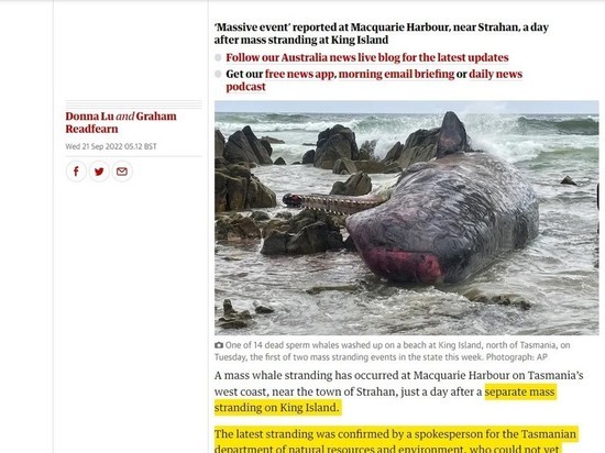 В Индийском океане на берег выбросились сотни китов
