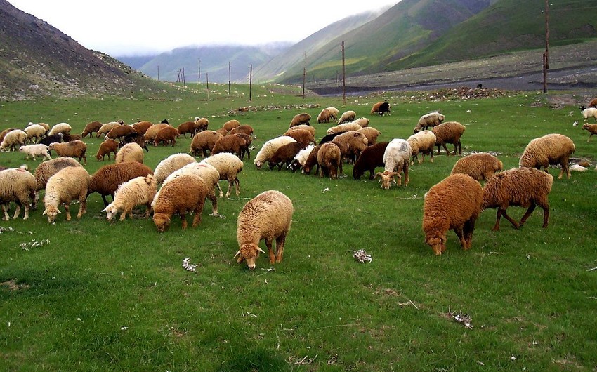 В Азербайджане разрабатывается стратегия по развитию овцеводства