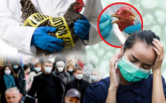 В Болгарии зафиксировали новый очаг птичьего гриппа
