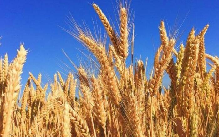 В ООН заявили о попытках продлить зерновую сделку
