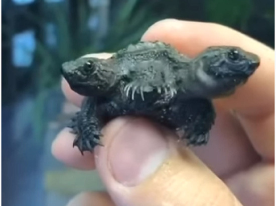 В Малайзии обнаружили двухголовую черепаху
