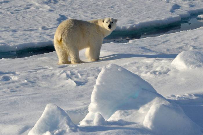 Изменение климата может привести к исчезновению белых медведей в Арктике
