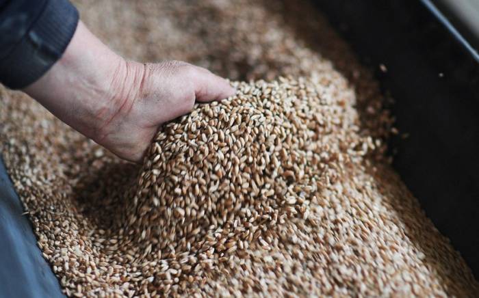 Из РФ в Азербайджан, Узбекистан и Грузию экспортировано 144 тыс. тонн зерна и продуктов его переработки
