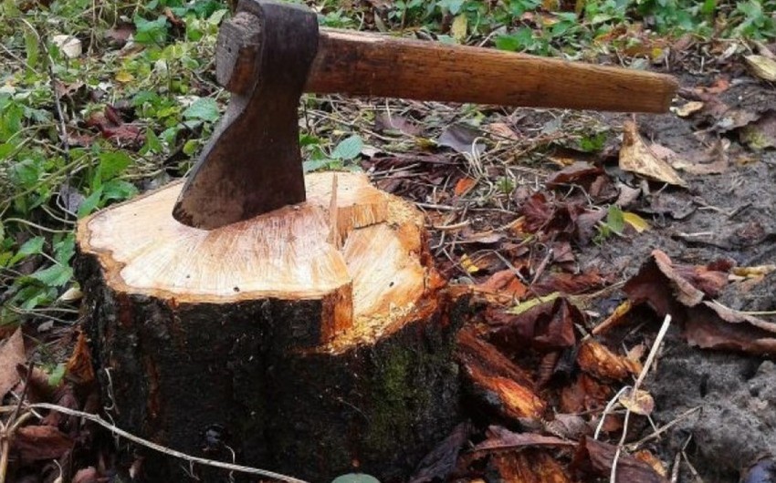 В пяти районах выявлены факты незаконной вырубки деревьев