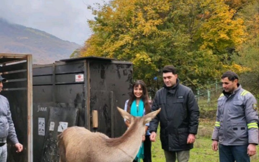 С участием Лейлы Алиевой в Шахдагский национальный парк выпущены маралы