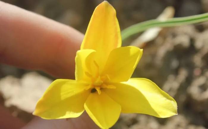 Британские ученые нашли в Кыргызстане новый вид тюльпанов

