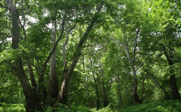 Утверждено положение Баситчайского государственного природного заповедника
