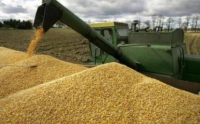В ООН сообщили о снижении мировых цен на зерновые в ноябре на 1,3%
