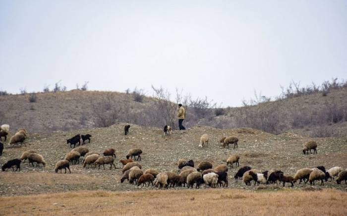 Граждане Грузии, нарушившие границу Азербайджана с целью кражи, нанесли ножевые ранения пастуху

