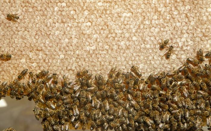 В Азербайджане предлагается выделять субсидии на разведение пчелиных маток
