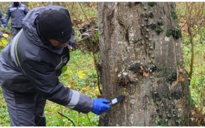 Мороз уничтожил насекомых-вредителей на деревьях в Азербайджане
