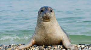 Стала известна причина гибели тюленей на Каспии

