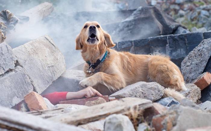 МВД Грузии наградило собаку за спасение человека после землетрясения в Турции
