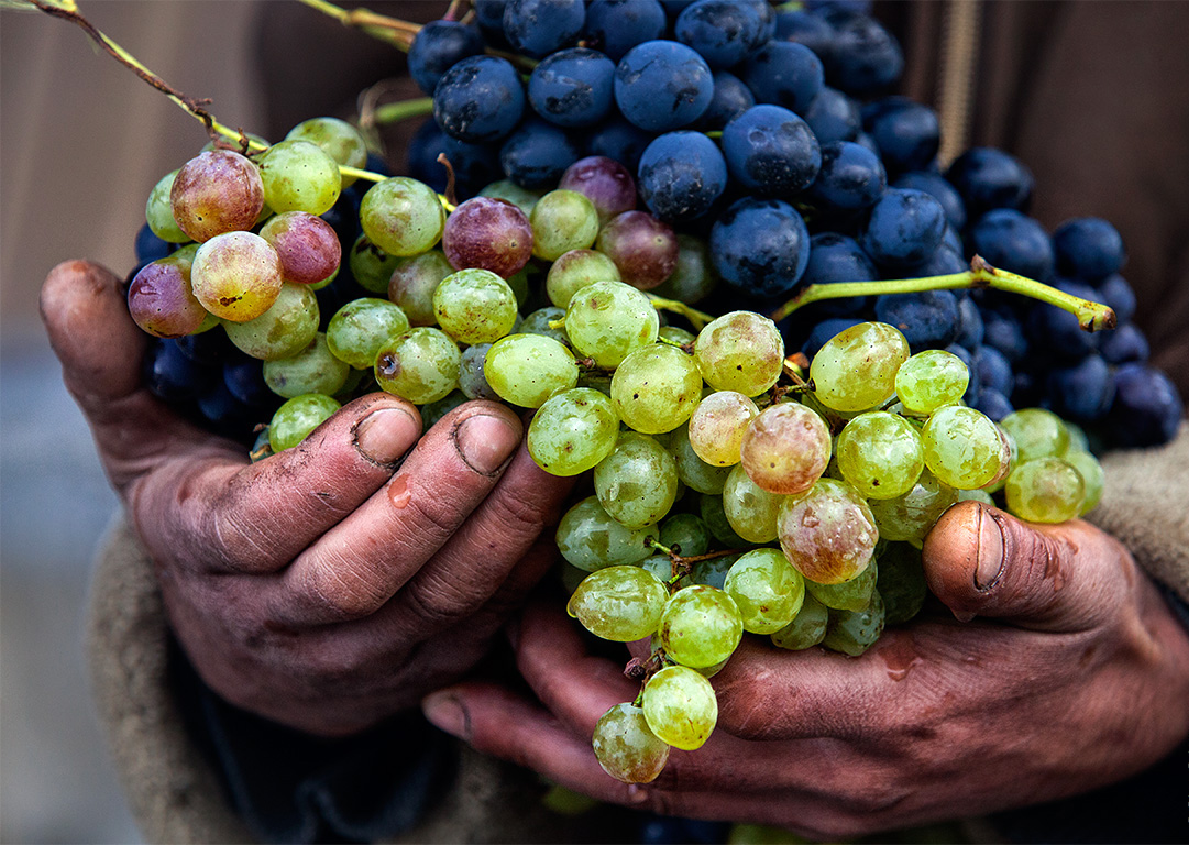 Названы восемь малоизвестных лечебных свойств винограда
