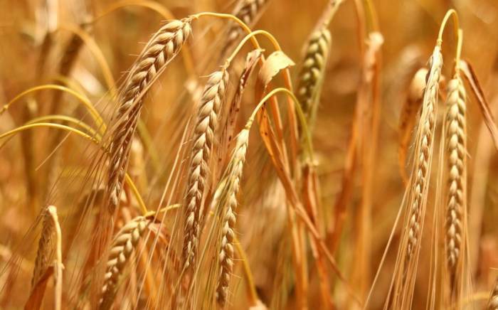 В Венгрии сообщили о желании Центральной Европы продлить запрет на импорт зерна из Украины
