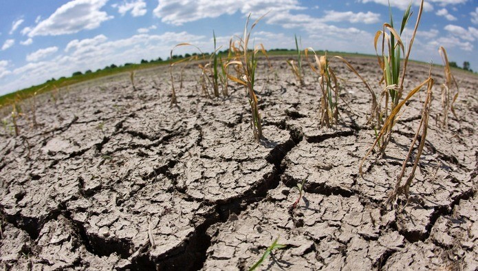 В Туркменистане второй год подряд фиксируется засуха
