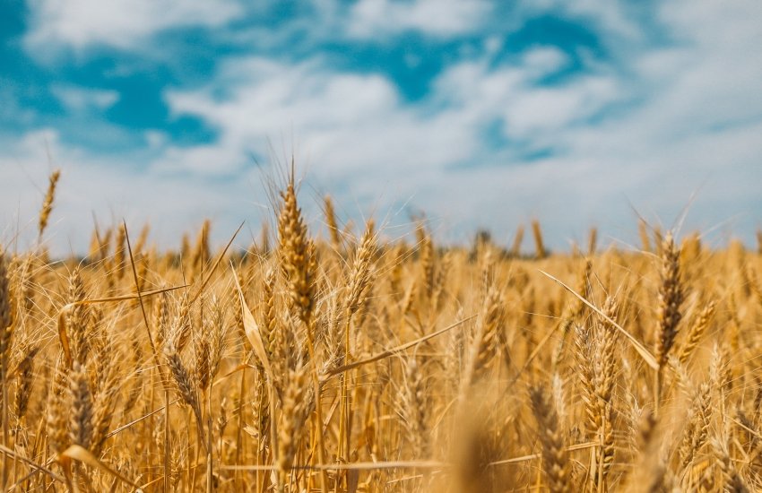 Румыния ввела запрет на импорт сельхозпродуктов с Украины
