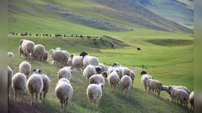 В восточной Монголии вспыхнула овечья оспа
