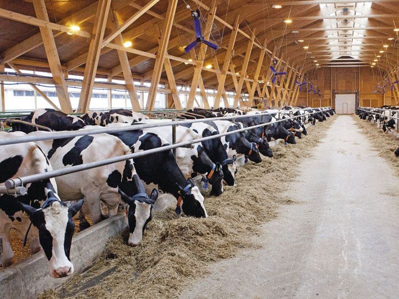 Еще ряд компаний РФ получил разрешение на экспорт продукции животноводства в Азербайджан
