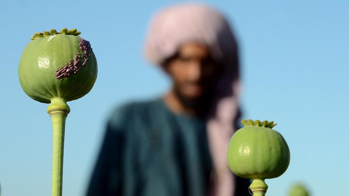 Талибы заявили, что свели почти к нулю посевы опийного мака в Афганистане