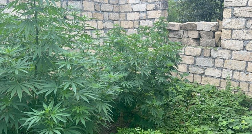 Житель Габалы задержан за культивирование наркосодержащих растений