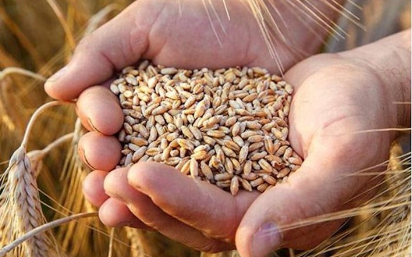 Азербайджан увеличил импорт пшеницы на 23%
