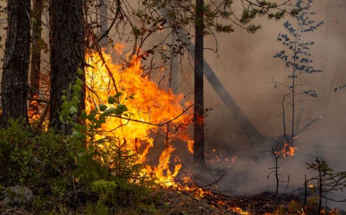 В Греции за 10 дней возникли 600 лесных пожаров
