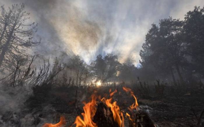 Масштабный лесной пожар возник в Чехии, есть пострадавшие
