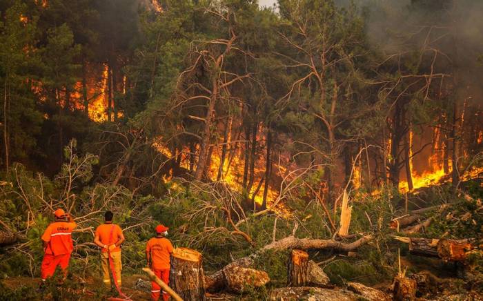 Более 40 человек стали жертвами лесных пожаров в странах Средиземноморья

