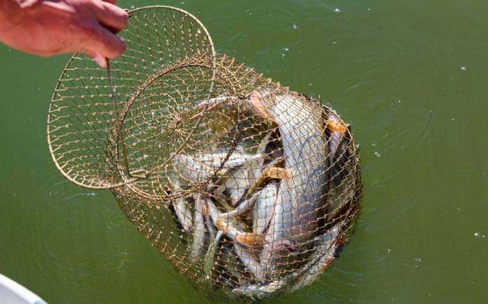 В Пираллахы и Сиязане задержаны браконьеры-рыболовы
