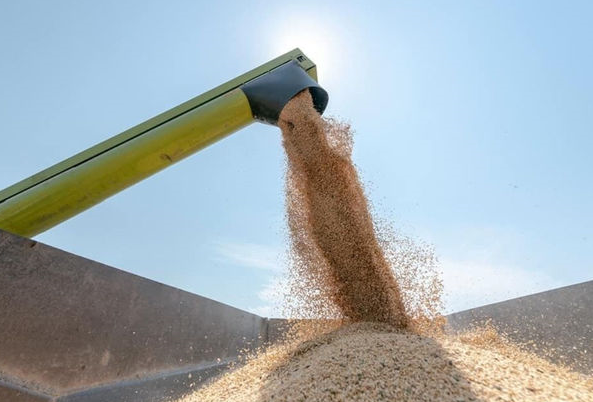 Пшеница резко подорожала после прекращения действия зерновой сделки
