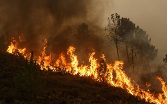 В Алжире жертвами пожаров стали 15 человек
