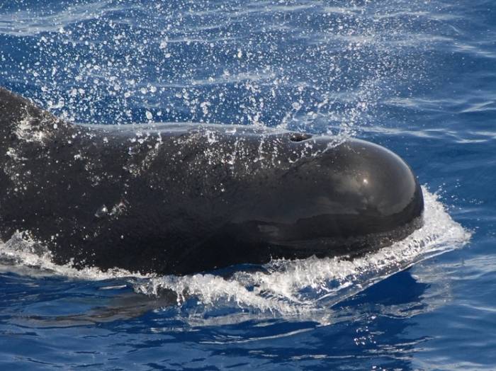 Более 50 китов выбросились на берег в Австралии