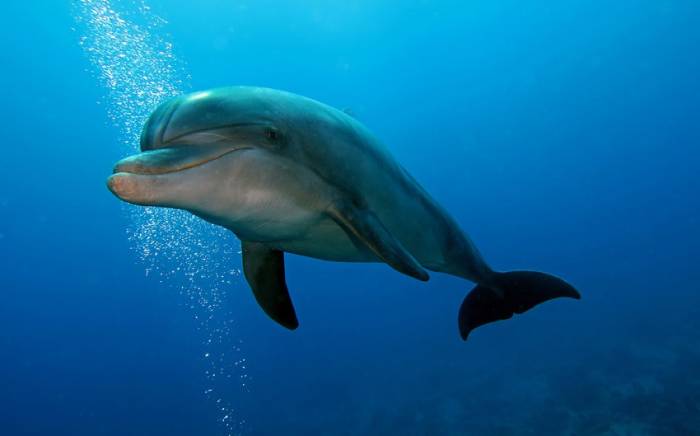 У берегов Японии люди подвергаются нападениям дельфинов
