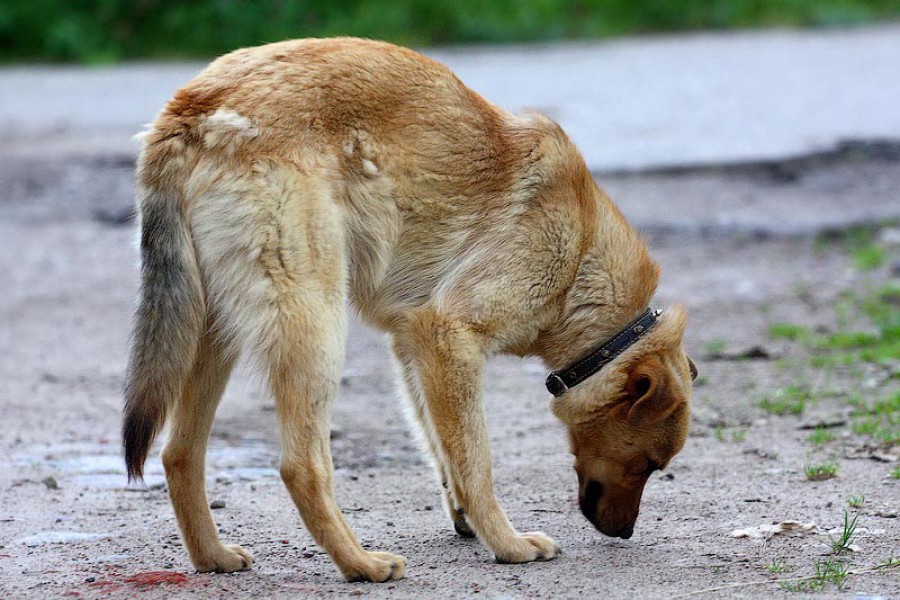 Госдума запретила самовыгул собак и котов в России