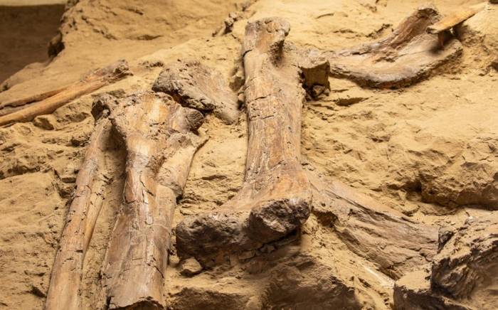 В Индии обнаружили останки динозавра возрастом 167 млн лет
