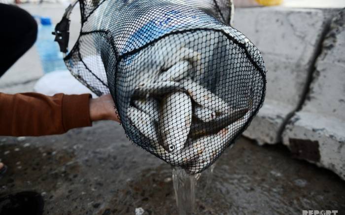 Задержаны занимавшиеся незаконной рыбной ловлей в Каспийском море
