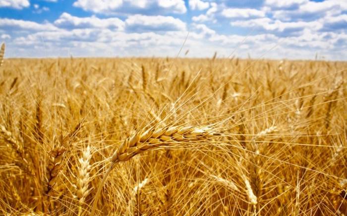 Казахстан поставит в Китай 200 тыс. тонн зерна
