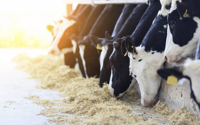 Азербайджан импортировал из Грузии живой скот почти на 15 млн долларов
